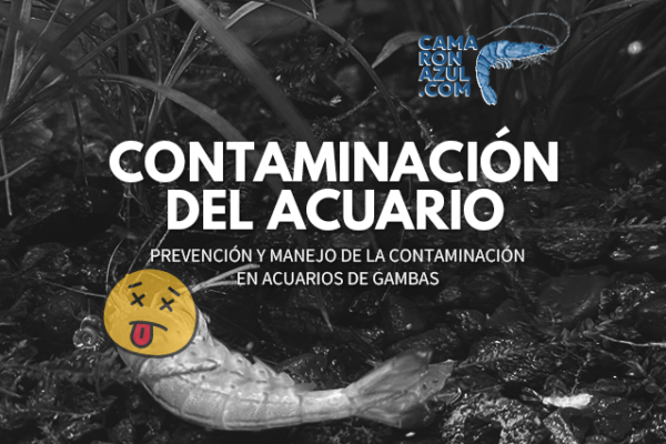 Prevención y Manejo de la Contaminación en Acuarios de Gambas