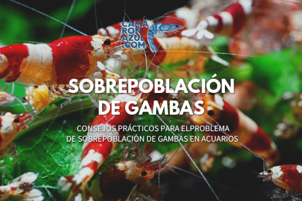 Sobrepoblación de Gambas en Acuarios 🦐: Consejos Prácticos para este Problema